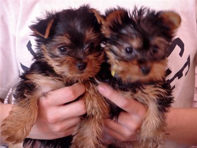 Cute Pictures Of Yorkies. Lovely and cute yorkie puppies