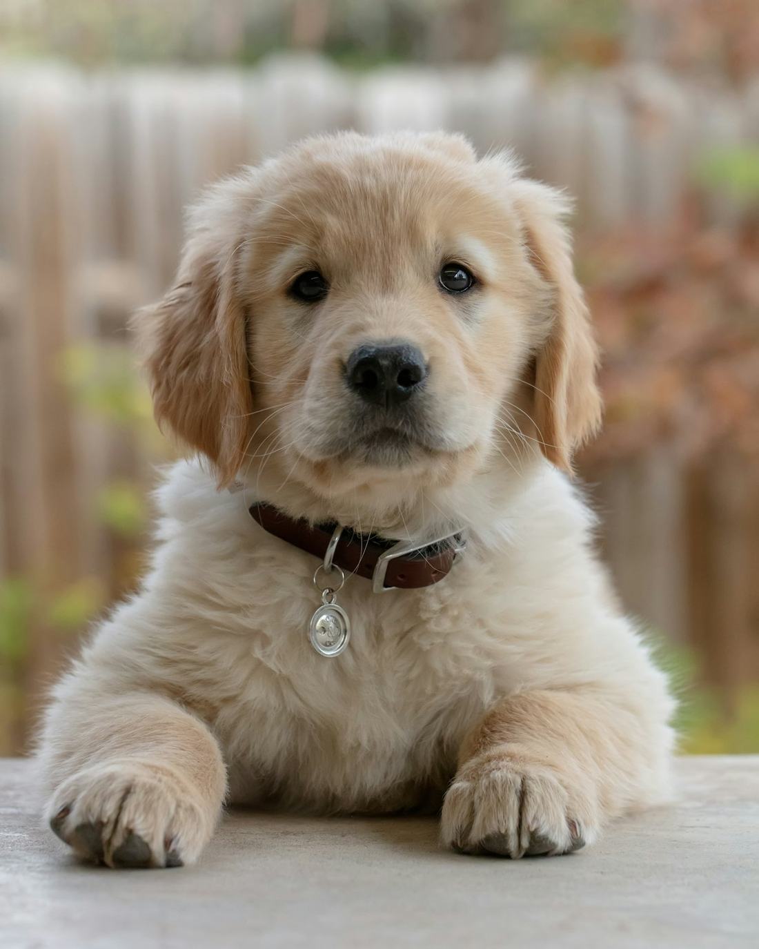 A golden retriever puppy with a brown collar lying down with its front paws forward, looking straight at the camera